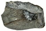 Fossil Iguanodon Tooth - England #316986-1